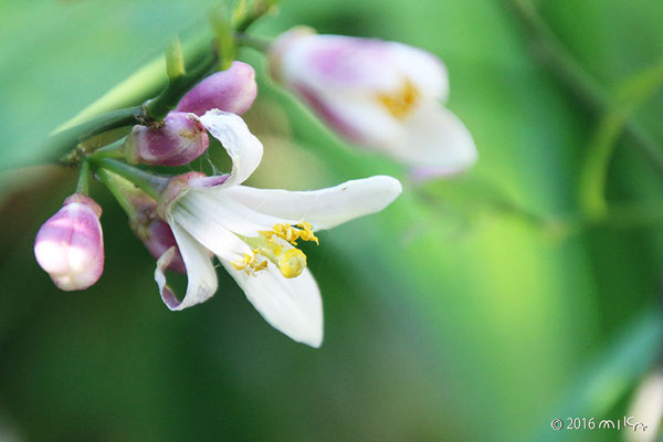 レモンの花