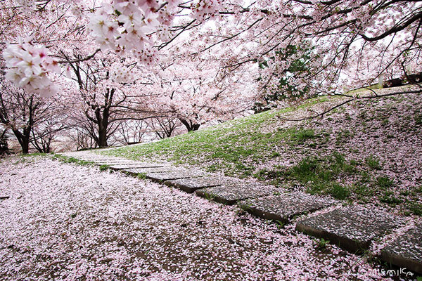 桜のじゅうたん（雨の公園）