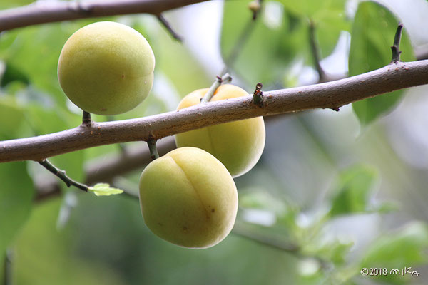 梅の実 Ume Japanese Apricot 工房momo 梅の実 Ume Japanese Apricot 工房momo