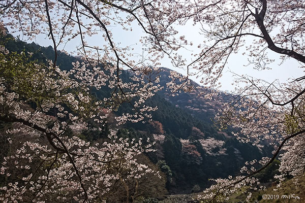 山の桜（諭鶴羽ダム）