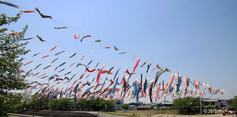 こいのぼりフェスタ1000②（芥川桜塚公園／高槻市2015）川岸より