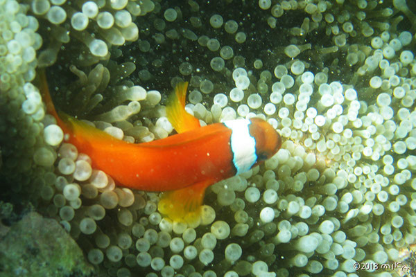 ハマクマノミ（池間島）