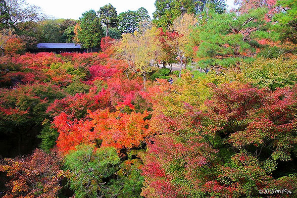 通天橋より隁月橋を眺める（東福寺）