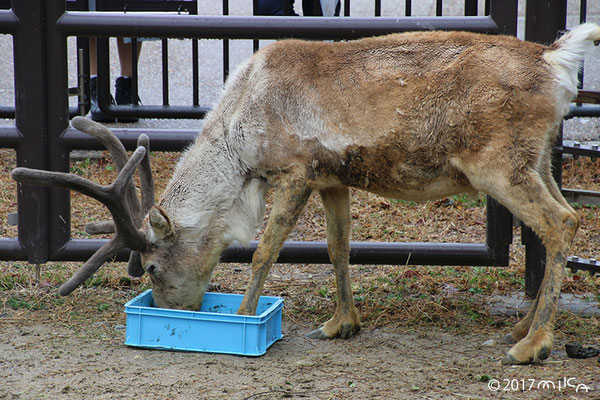 トナカイのオス②（東山動物園）