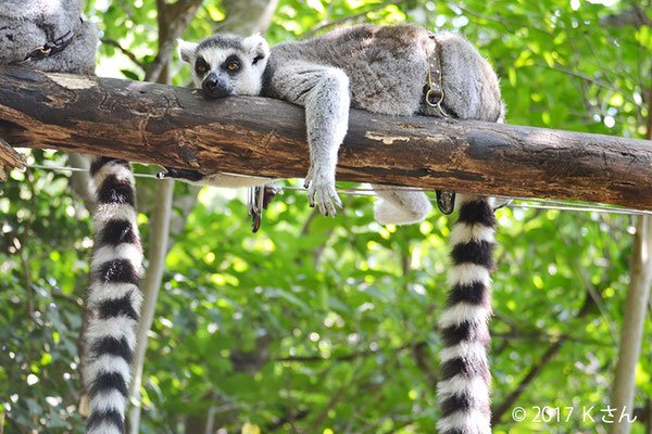 ワオキツネザル Ring Tailed Lemur 工房momo