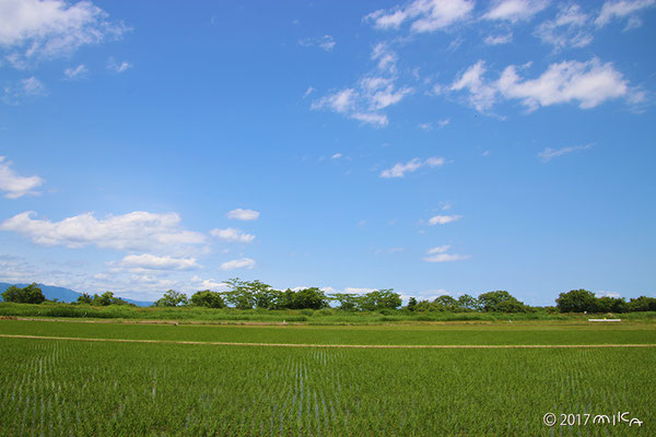 青空の青田（琵琶湖周辺）