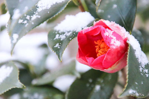 雪の日のツバキ①