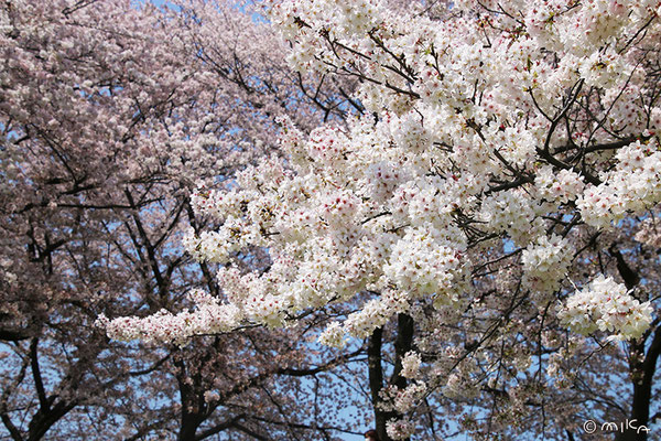 桜満開（背割堤）