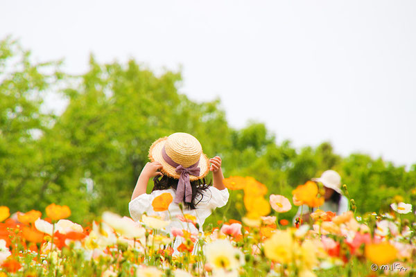 アイランドポピーの花の丘