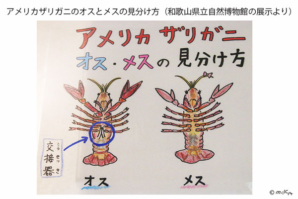 アメリカザリガニのオスとメスの見分け方（和歌山県立自然博物館）