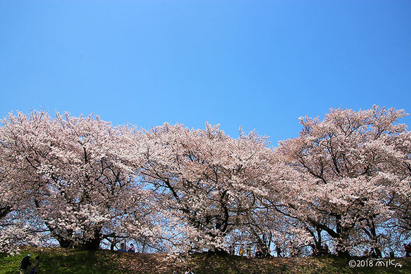 三本の桜（背割堤）