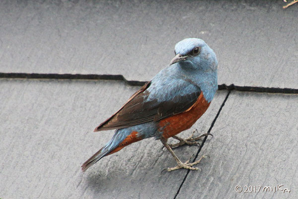 イソヒヨドリ（Blue Rock Thrush） - 『工房momo』