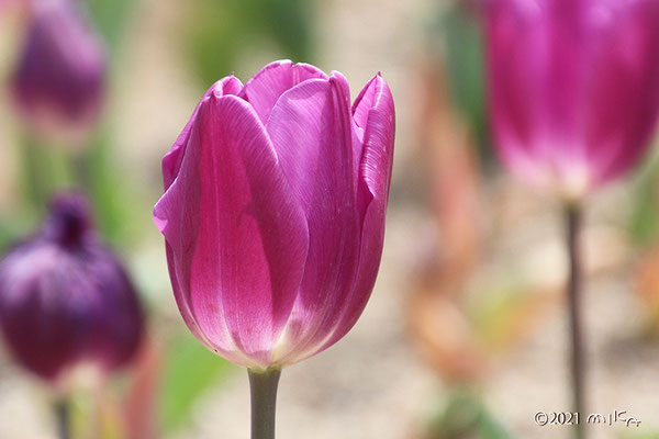 チューリップ Tulip 工房momo