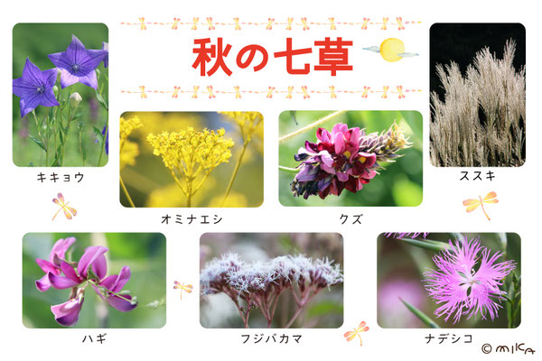 秋の七草