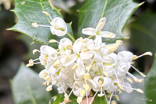 ヒイラギの花