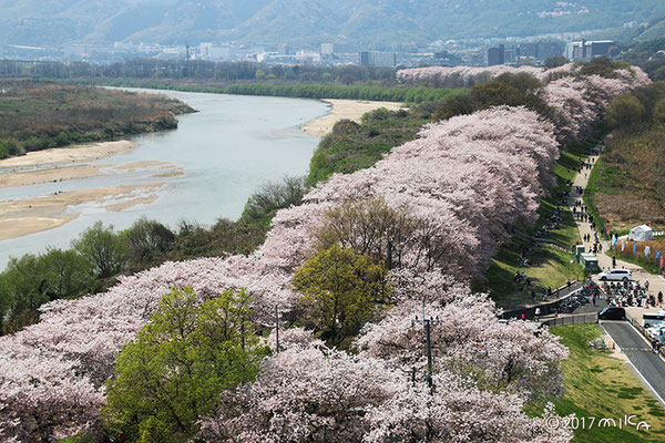 さくらであい館展望台より（淀川河川公園背割堤地区）