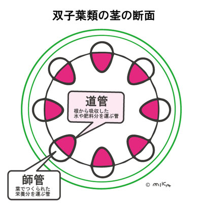 双子葉類の茎