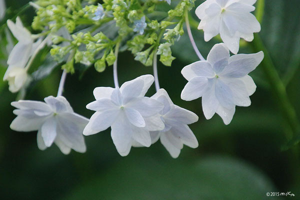 隅田の花火（ガクアジサイ）