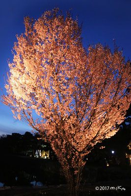 早咲きの桜