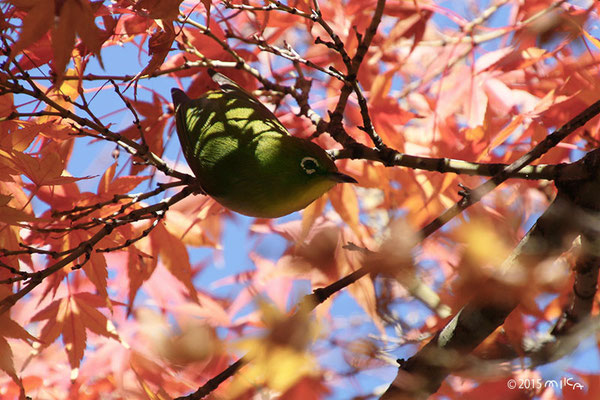 紅葉にメジロ