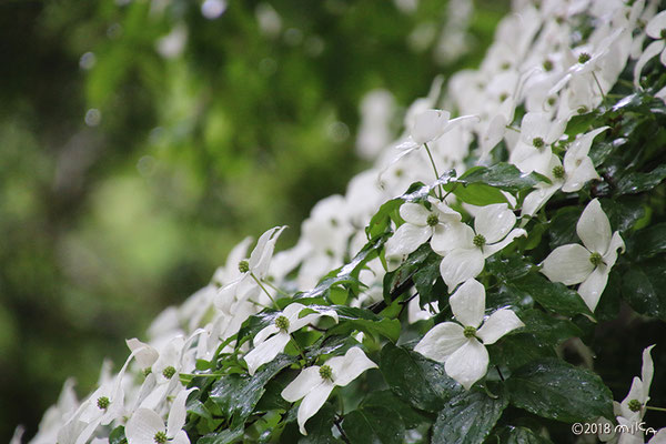 ヤマボウシの花々