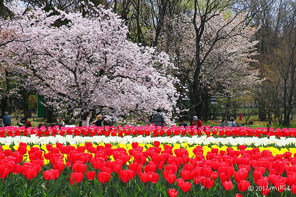 チューリップの花園でのお花見（万博記念公園自然文化園）