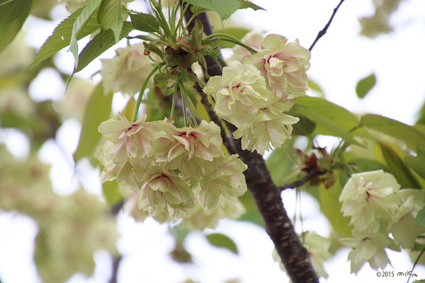 黄桜（きざくら）
