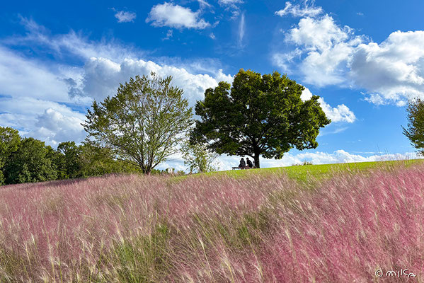 ミューヘンベルギア・カピラリス（万博記念公園／2025年９月末②）