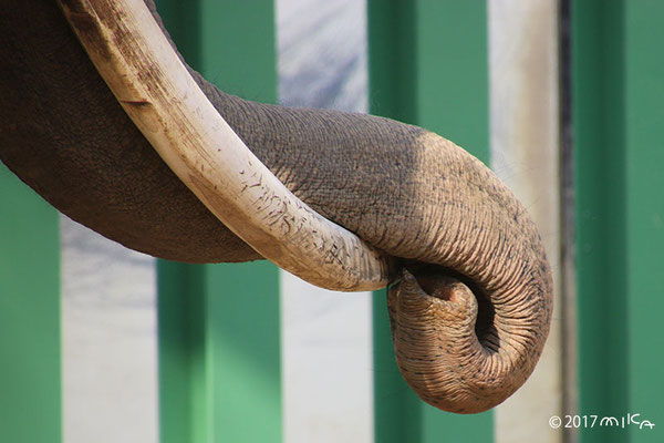 ゾウの鼻（神戸市立王子動物園／2017年）