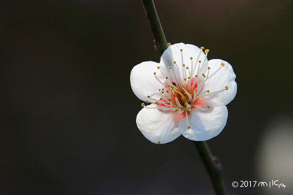 桃山（万博公園にしかない珍しい梅の品種）