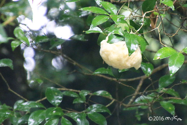 モリアオガエルのたまご（神戸市立森林植物園）③