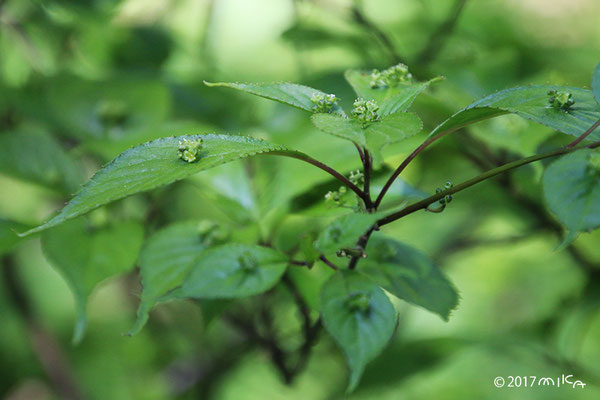 ハナイカダの雄花③（六甲高山植物園）