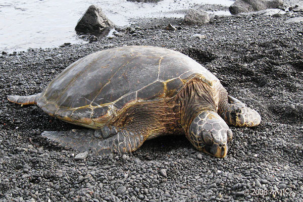 プナルウ黒砂海岸のウミガメ②（Punalu'u Black Sand Beach）