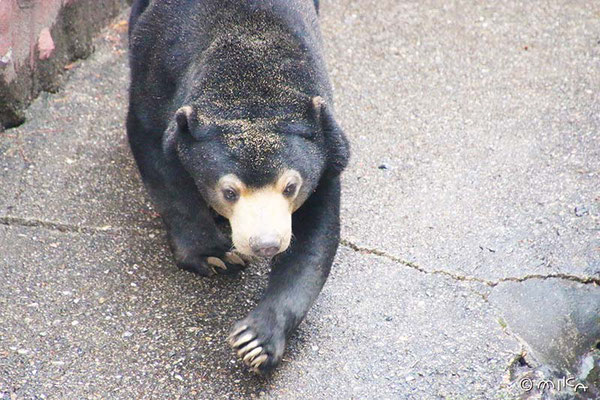 マレーグマ（東山動物園）