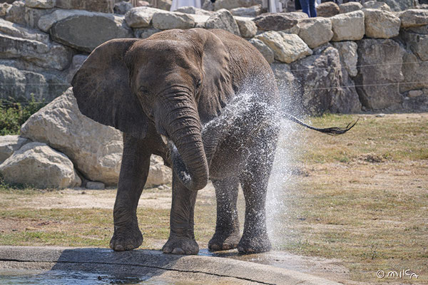 水しぶきをあげるアフリカゾウ（白浜アドベンチャーワールド）