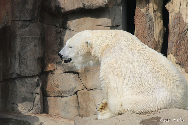 ホッキョクグマ（神戸市立王子動物園）