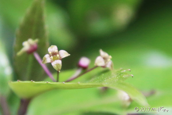 ヒマラヤハナイカダの雄花（おばな）京都府立植物園