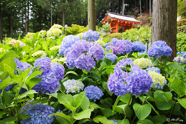 三室戸寺のあじさい園