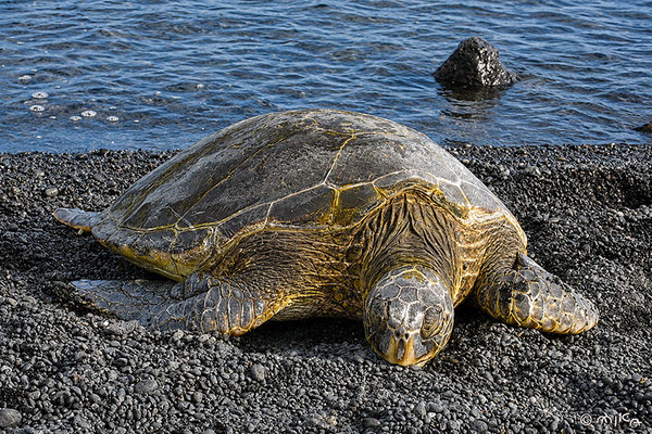 プナルウ黒砂海岸のウミガメ①