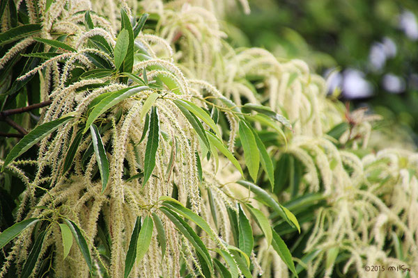 栗 クリ chestnut 工房momo