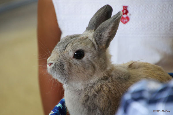 グレーのうさぎ①（神戸市立王子動物園）