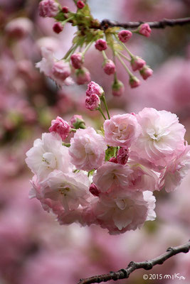 一葉（いちよう）桃色　平成27年の「今年の花」／造幣局桜の通り抜け