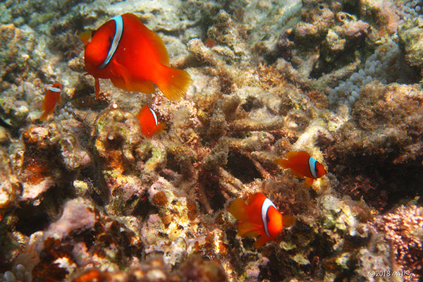 カクレクマノミとサンゴ（池間島）