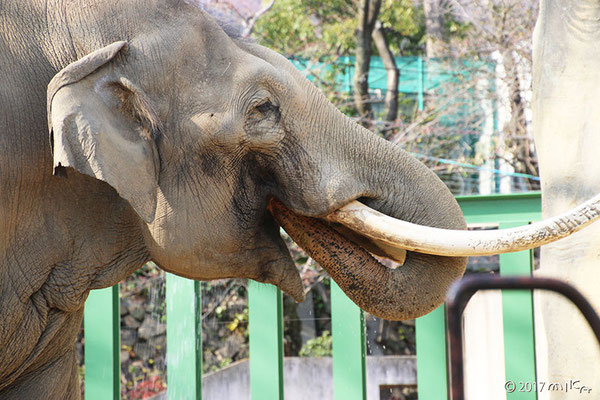 水を飲むアジアゾウ②（神戸市立王子動物園2017年）