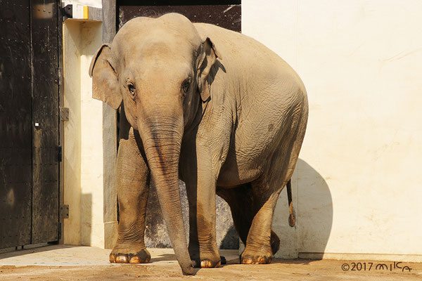 アジアゾウ（王子動物園）