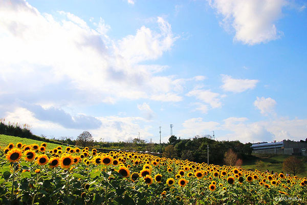 ひまわり畑（夏～秋）あわじ花さじき