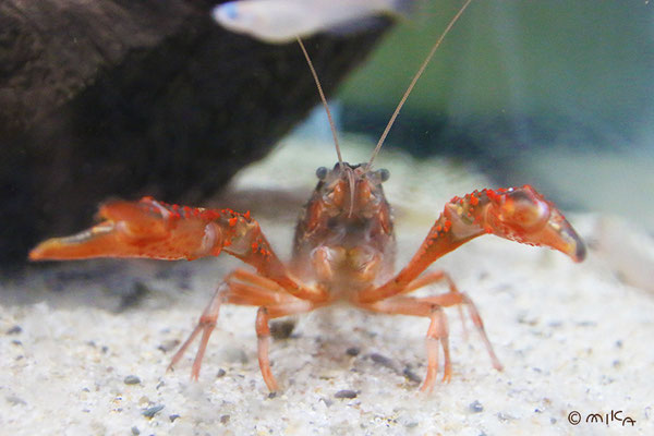 アメリカザリガニ①（和歌山県立自然博物館）