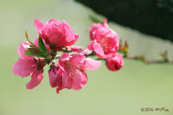 桃の花