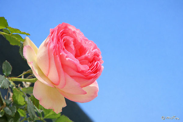 ピエール・ドゥ・ロンサール開花（つるばら）