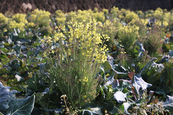 ブロッコリーの花②